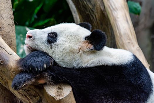 A very lazy and sleepy giant panda bear finds him self sitting and sleeping on a wooden chair. Very bored and sleepy giant panda bear in a zoo somewhere in asia