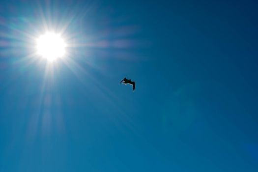 White bird flying in sun rays against dark blue sky. Symbol of peace and hope to let us know that God is looking after us