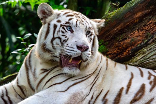 A closeup photo of a white tiger or bengal tiger while staring showing interest on someone. White tiger are also being called as bleached tiger.
