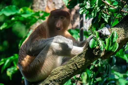 A proboscis monkey bekantan Nasalis larvatus on a tree while eating the leaves. A colorful wildife photo with green background