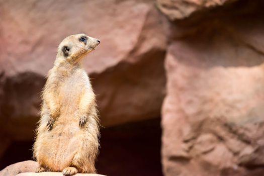 A meerkat while standing and being watchful of the environment in a zoo in singapore