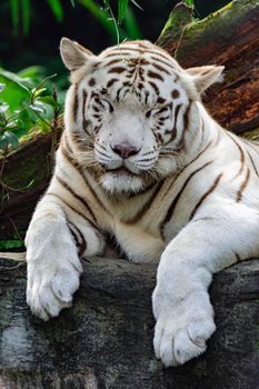A closeup photo of a white tiger or bengal tiger while staring showing interest on someone. White tiger are also being called as bleached tiger.