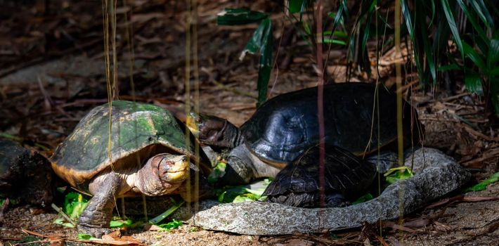 Turtles diapids Testudines on a soil looking for food. A colorful wildlife photo of reptiles on land