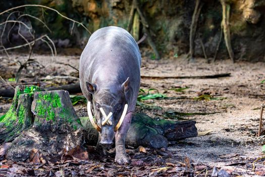 Babirusa deer-pigs Babyrousa while looking for food on a wet soil or mud. The babirusas, also called deer-pigs are a genus, Babyrousa, in the swine family found in Wallacea.