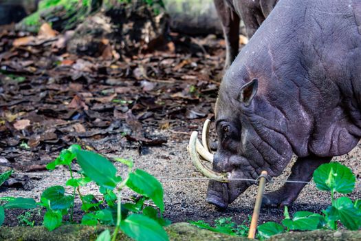 Babirusa deer-pigs Babyrousa while looking for food on a wet soil or mud. The babirusas, also called deer-pigs are a genus, Babyrousa, in the swine family found in Wallacea.