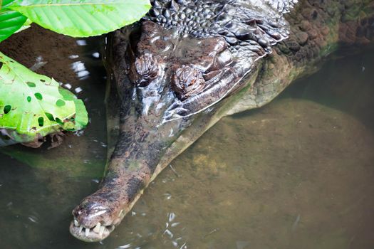 Crocodile gharial while swimming on a swamp. The gharial, also known as Crocodile gharial Gavialis gangeticus, gavial, fish-eating crocodile and ghariyal is a crocodilian in the family Gavialidae