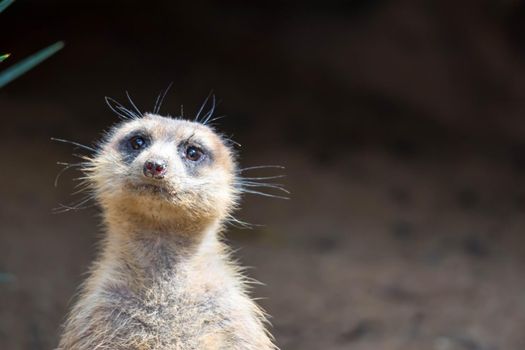 A closeup shot of a meerkats head while standing and being watchful of the environment in a zoo in singapore