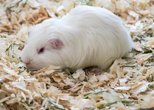 Little cute guinea pig while eating. carvia porcellus