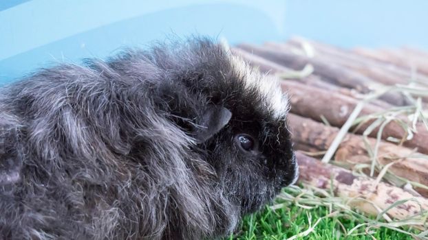 Little cute guinea pig while eating. carvia porcellus