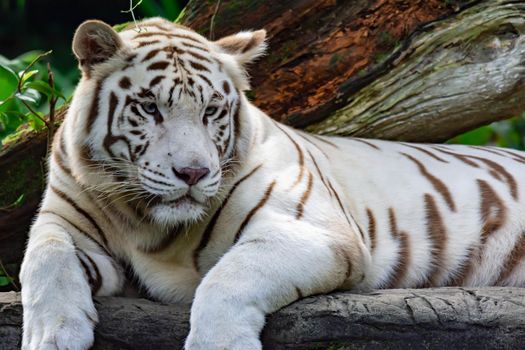 A closeup photo of a white tiger or bengal tiger while staring showing interest on someone. White tiger are also being called as bleached tiger.