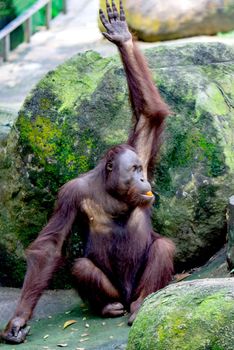 A common chimpanzee Pan troglodytes while raising its hand and eating fruits in a zoo. A colorful wildlife photo