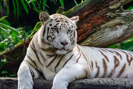 A closeup photo of a white tiger or bengal tiger while staring showing interest on someone. White tiger are also being called as bleached tiger.