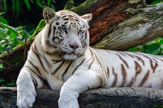 A closeup photo of a white tiger or bengal tiger while staring showing interest on someone. White tiger are also being called as bleached tiger.