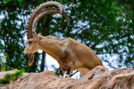 An ibex mountain goat steinbock  bouquetin Capra ibex while feeding on leaves on top of a mountain. Showing its very huge strong horns