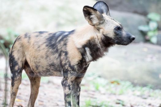 African Wild Dog in the Bush and Game Reserves. African painted wild dog (Lycaon pictus) against green background.