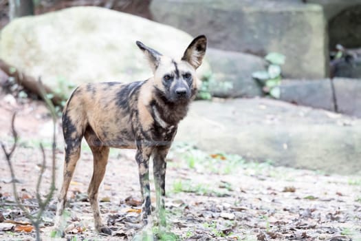 African Wild Dog in the Bush and Game Reserves. African painted wild dog (Lycaon pictus) against green background.