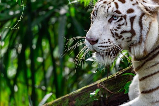 A closeup photo of a white tiger or bengal tiger while staring showing interest on someone. A Colorful wildlife photo with green background