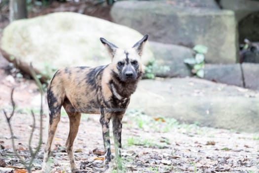 African Wild Dog in the Bush and Game Reserves. African painted wild dog (Lycaon pictus) against green background.