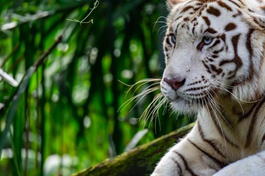 A closeup photo of a white tiger or bengal tiger while staring showing interest on someone. A Colorful wildlife photo with green background