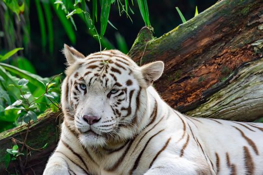 A closeup photo of a white tiger or bengal tiger while staring showing interest on someone. White tiger are also being called as bleached tiger.