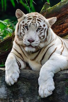 A closeup photo of a white tiger or bengal tiger while staring showing interest on someone. White tiger are also being called as bleached tiger.