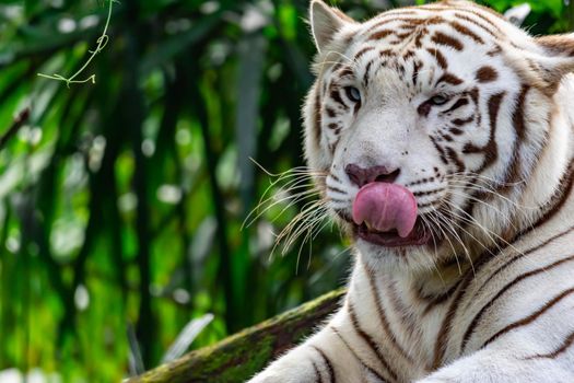 A closeup photo of a white tiger or bengal tiger while staring showing interest by putting out its tongue. White tiger are also being called as bleached tiger