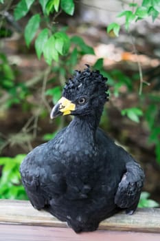 Male Bare-faced Curassow, Crax Fasciolata, close-up portrait, it is a species of bird in the family Cracidae, Mato Grosso Do Sul, Brazil close-up portrait.