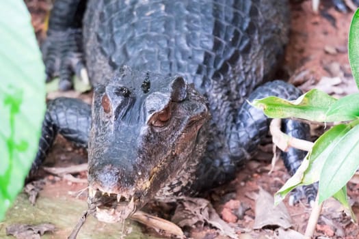 African dwarf crocodile, broad-snouted bony crocodile, Osteolaemus tetraspis, detail portrait in nature habitat. Lizard with big eyes. Wildlife scene from tropical forest in Africa, in the river