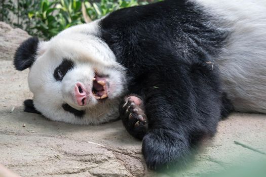 A sleeping giant panda bear. Giant panda bear falls asleep during the rain in a forest after eating bamboo.