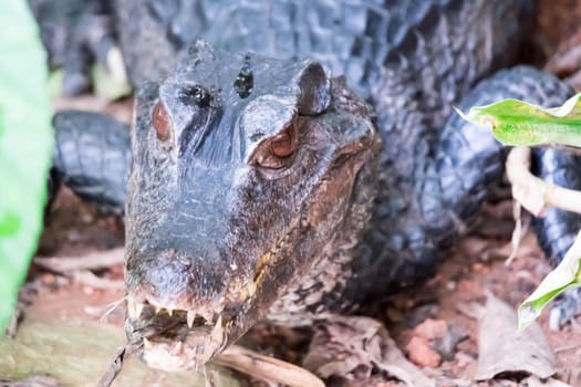 African dwarf crocodile, broad-snouted bony crocodile, Osteolaemus tetraspis, detail portrait in nature habitat. Lizard with big eyes. Wildlife scene from tropical forest in Africa, in the river