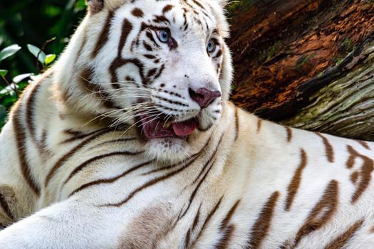 A closeup photo of a white tiger or bengal tiger while staring showing interest on someone. White tiger are also being called as bleached tiger.