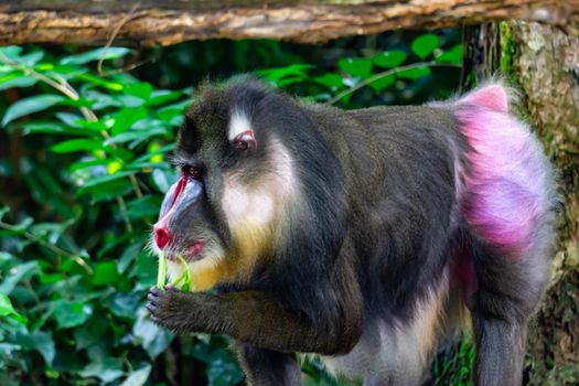 Close up shot of a primate mandrill baboon or genus Mandrillus. Colorful wildlife photo with green background