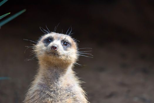 A closeup shot of a meerkats head while standing and being watchful of the environment in a zoo in singapore