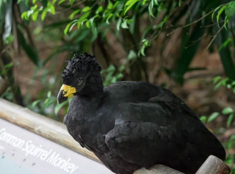 Male Bare-faced Curassow, Crax Fasciolata, close-up portrait, it is a species of bird in the family Cracidae, Mato Grosso Do Sul, Brazil close-up portrait.