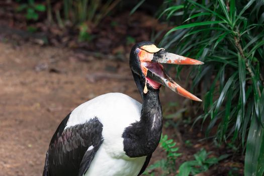 Closeup shot of a Saddle billed stork Ephippiorhynchus senegalensis while opening its beak on a zoo in Singapore. Colorful wildlife photo with green background