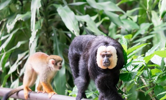 White-faced or Guianan saki monkey (Pithecia pithecia)