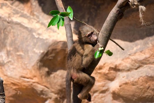 a young hamadryas baboon while climbing a tree and looking for food in a zoo in singapore