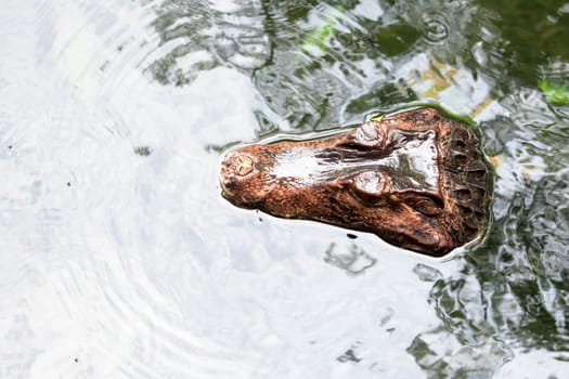 African dwarf crocodile, broad-snouted bony crocodile, Osteolaemus tetraspis, detail portrait in nature habitat. Lizard with big eyes. Wildlife scene from tropical forest in Africa, in the river
