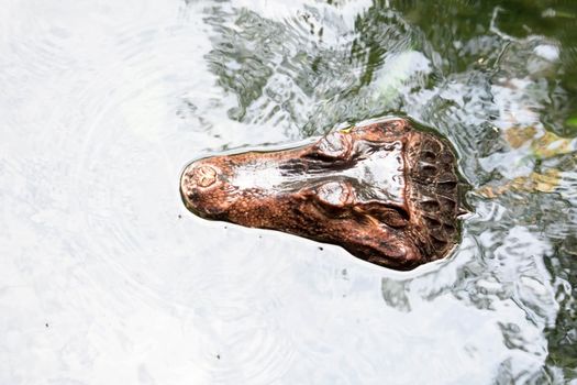 African dwarf crocodile, broad-snouted bony crocodile, Osteolaemus tetraspis, detail portrait in nature habitat. Lizard with big eyes. Wildlife scene from tropical forest in Africa, in the river
