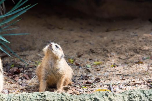 A meerkat while standing and being watchful of the environment in a zoo in singapore
