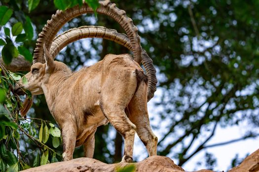 An ibex mountain goat steinbock  bouquetin Capra ibex while feeding on leaves on top of a mountain. Colorful wildlife photo of nature with green background