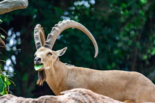 An ibex mountain goat steinbock  bouquetin Capra ibex while feeding on leaves on top of a mountain. Showing its very huge strong horns