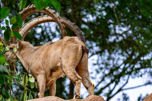An ibex mountain goat steinbock  bouquetin Capra ibex while feeding on leaves on top of a mountain. Colorful wildlife photo of nature with green background