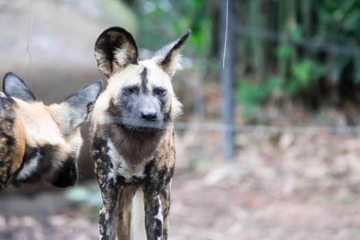 African Wild Dog in the Bush and Game Reserves. African painted wild dog (Lycaon pictus) against green background.