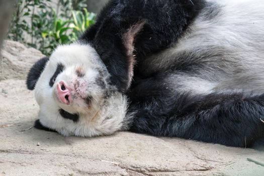A sleeping giant panda bear. Giant panda bear falls asleep during the rain in a forest after eating bamboo.