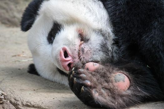 A sleeping giant panda bear. Giant panda bear falls asleep during the rain in a forest after eating bamboo.