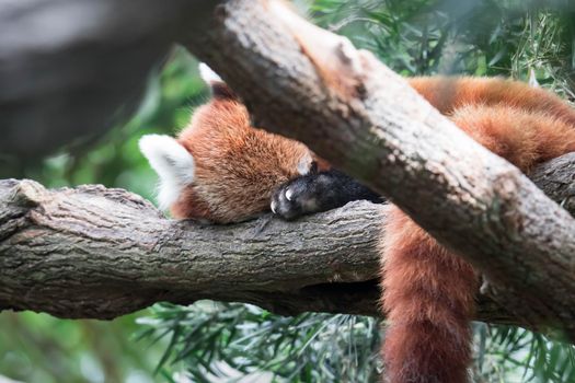 Red panda (Ailurus fulgens). Lazy red panda bear in tree.
