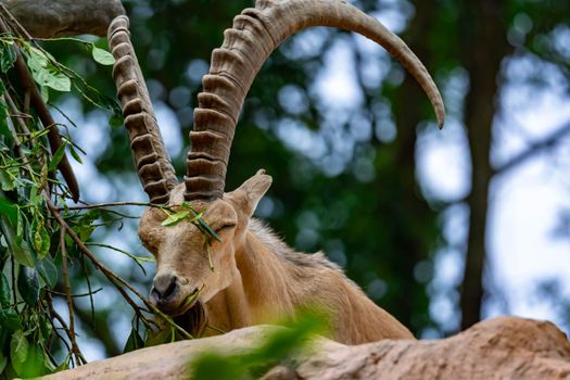 An ibex mountain goat steinbock  bouquetin Capra ibex while feeding on leaves on top of a mountain. Showing its very huge strong horns