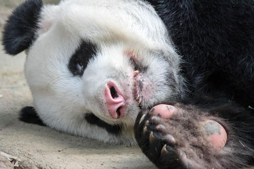 A sleeping giant panda bear. Giant panda bear falls asleep during the rain in a forest after eating bamboo.