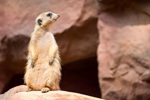 A meerkat while standing and being watchful of the environment in a zoo in singapore